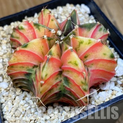 SH30590 Gymnocalycium friedrichii LB f. variegata, seedling