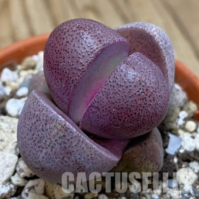 SH30559 Pleiospilos nelii rubra