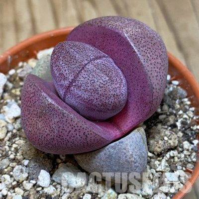 SH30560 Pleiospilos nelii rubra