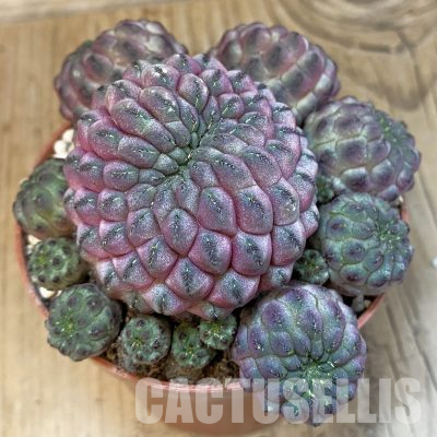 SH31197 Sulcorebutia rauschii