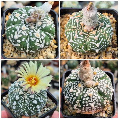 LOT1057 10 SEEDS/10 СЕМЕНА  Astrophytum asterias ‘Super Kabuto’ V-type f. nudum, 5-ribs mix 2026