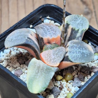 SH32992 Haworthia groenewaldii f. variegata