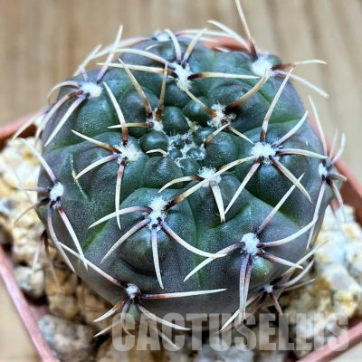 YAR32931 Gymnocalycium kieslingii v. castaneum P220