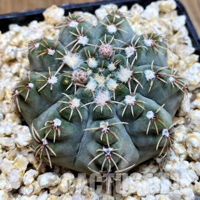 YAR32933 Gymnocalycium stellatum STO88-116/171