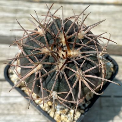 YAR31982 Gymnocalycium spegazzinii v. major x unguispinum, grafted