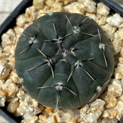 YAR31974 Gymnocalycium esperanzae VG1306