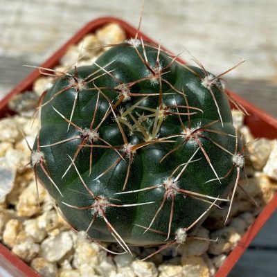 YAR31973 Gymnocalycium gaponii ssp. geyeri VG506