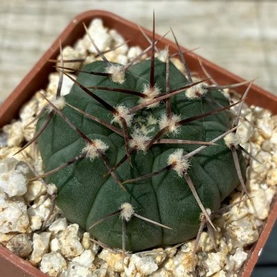 YAR31963 Gymnocalycium vatteri VG302