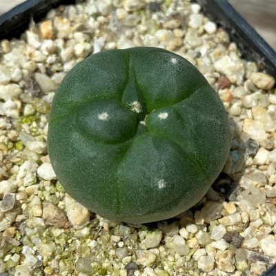 YAR24299 Anhalonium viridescens GM360, seedling