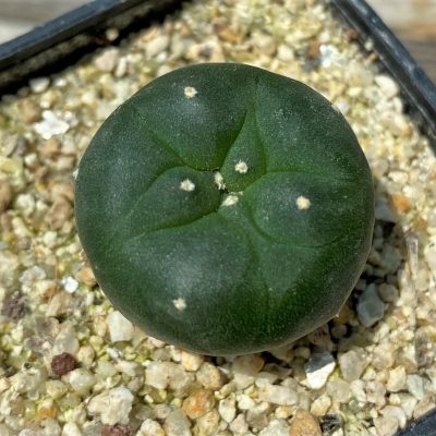 YAR24303 Anhalonium viridescens MZ1199, seedling