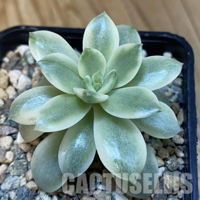 SH32133 Echeveria 'Lemon Lime' hybrid f. variegata