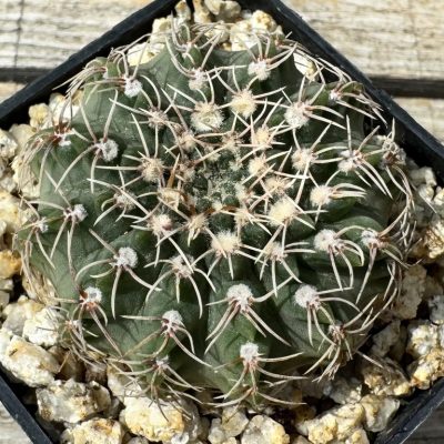 YAR32577 Gymnocalycium stellatum v. albispinum