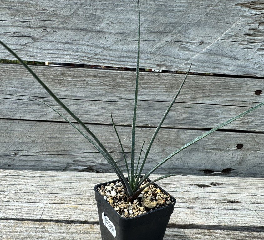 YAR32590 Aloe pronkii, seedlibg - Image 2