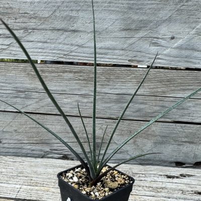 YAR32590 Aloe pronkii, seedlibg