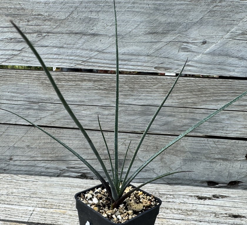YAR32590 Aloe pronkii, seedlibg