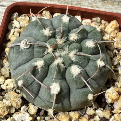 YAR32573 Gymnocalycium vatteri