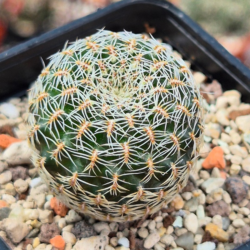 VVG31956 Sulcorebutia sedae RF seedling