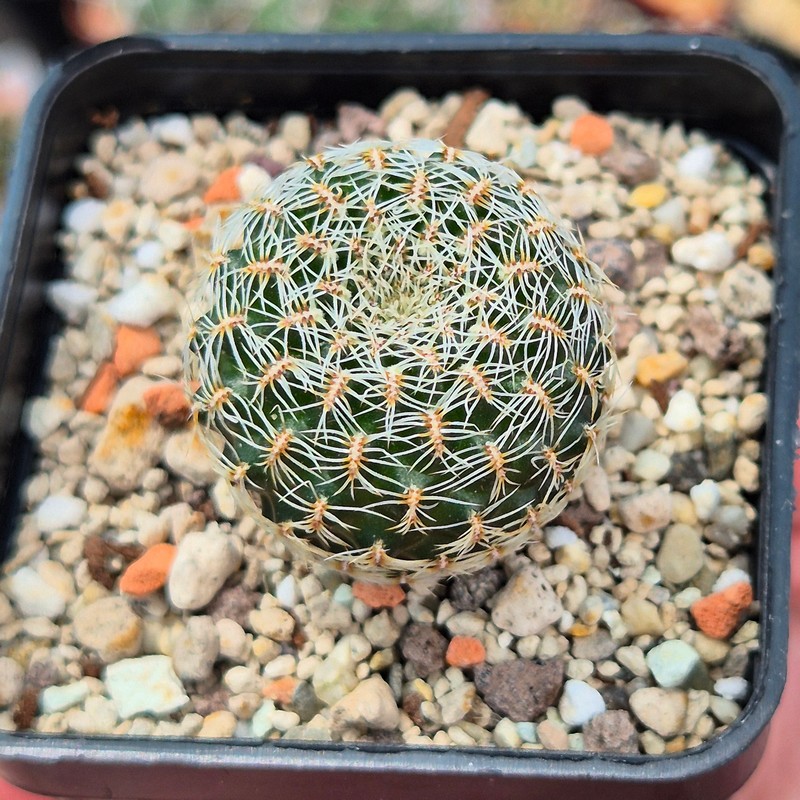 VVG31956 Sulcorebutia sedae RF seedling - Image 2