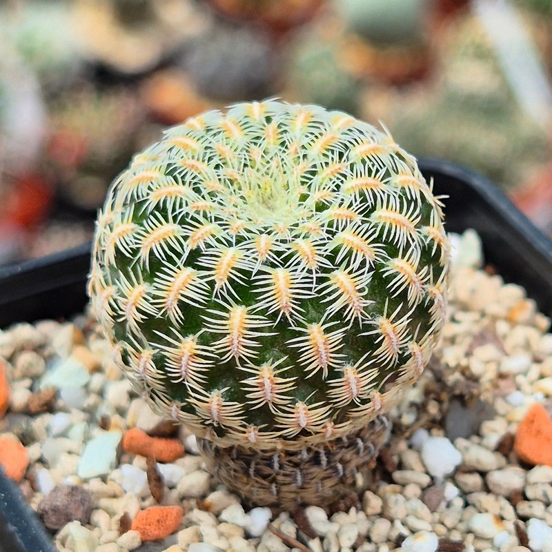 VVG31958 Sulcorebutia purpurea PHA938 seedling