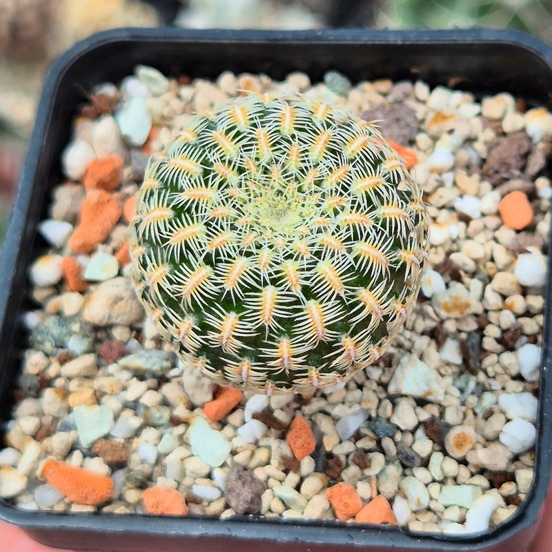 VVG31958 Sulcorebutia purpurea PHA938 seedling - Image 2