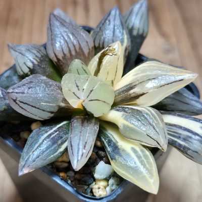 VVG32253 Haworthia atrofusca 'Watermelon' f.variegata
