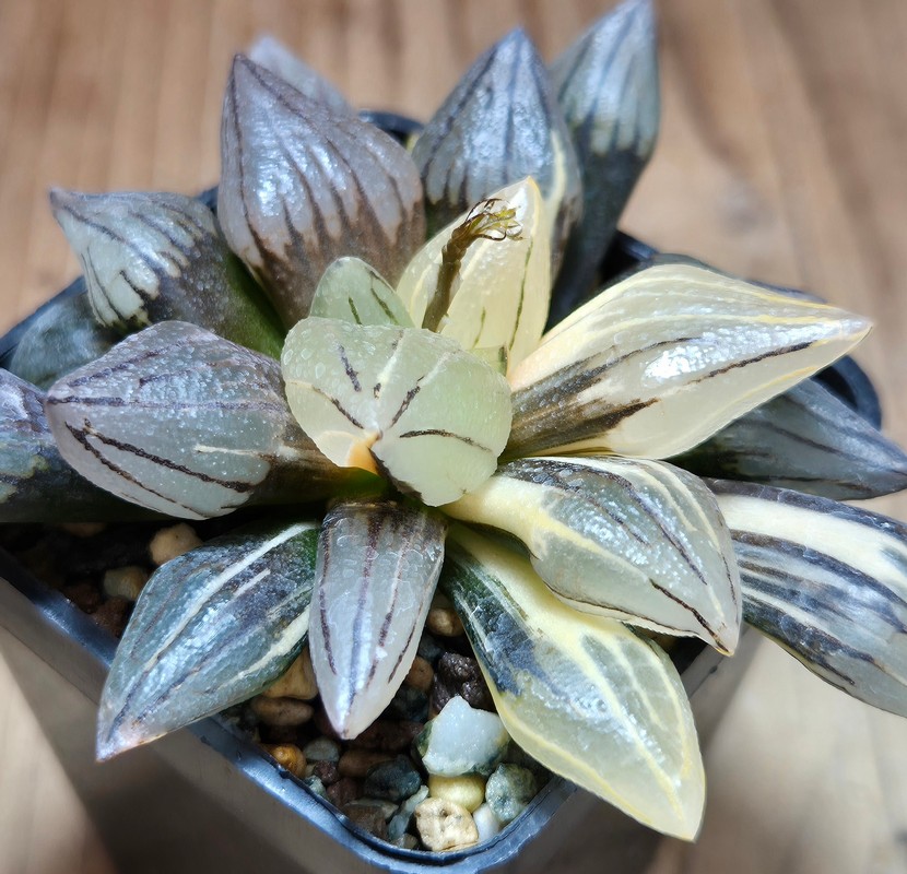 VVG32253 Haworthia atrofusca 'Watermelon' f.variegata