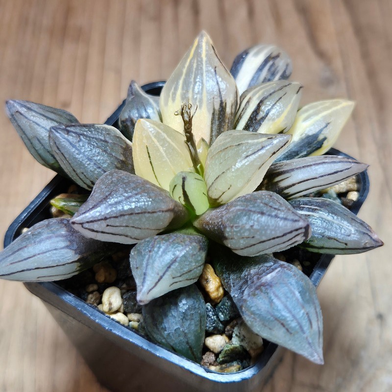 VVG32253 Haworthia atrofusca 'Watermelon' f.variegata - Image 2