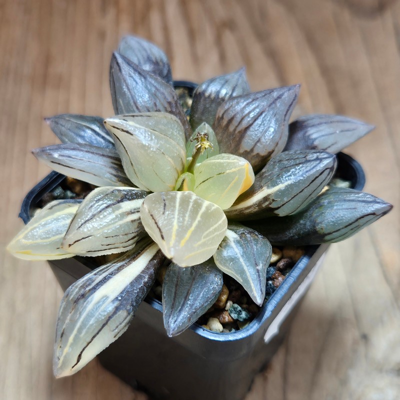 VVG32253 Haworthia atrofusca 'Watermelon' f.variegata - Image 3