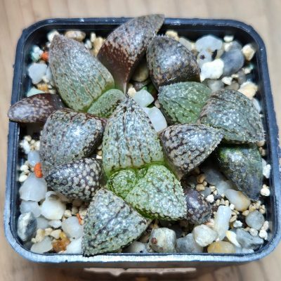 VVG32256  Haworthia picta -Japan- seedling 3 plants