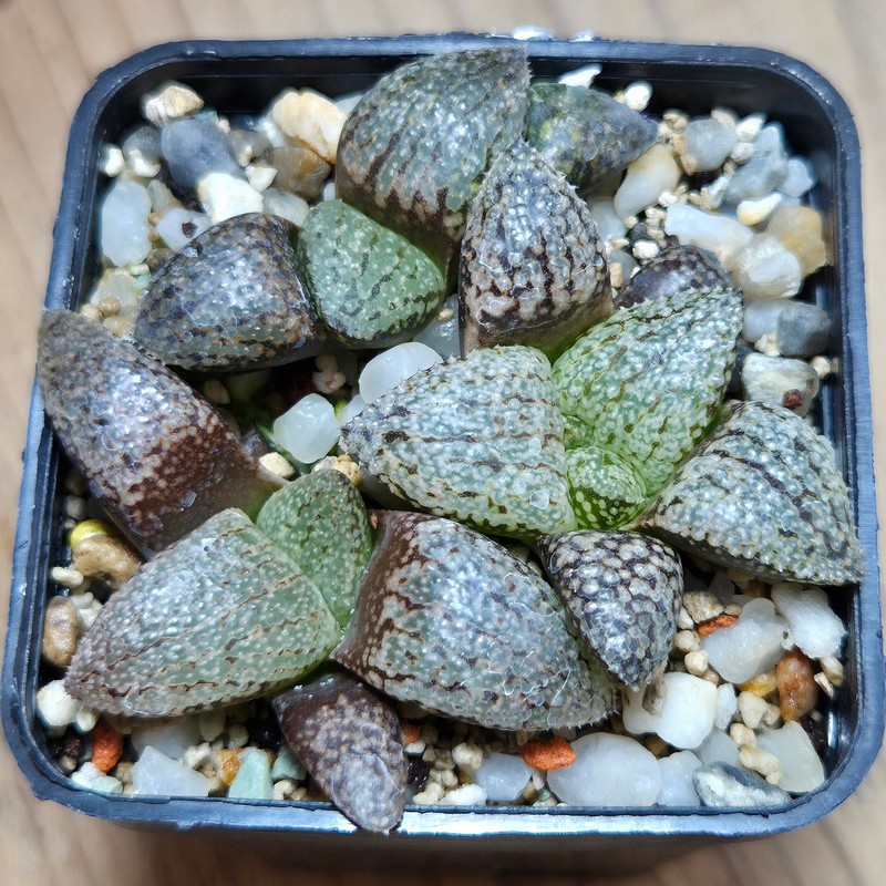 VVG32256 Haworthia picta -Japan- seedling 3 plants - Image 2