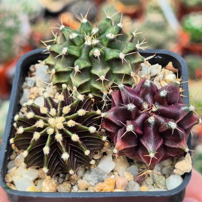 VVG32270 Gymnocalycium mihanovichii+ friedrichii hybrid mix 3 plants seedling
