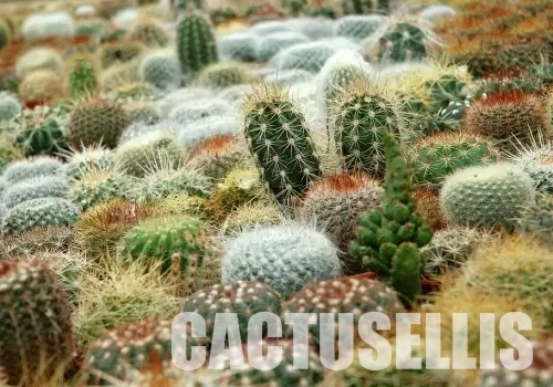 🌵 The First Warm Days of April: When to Take Your Cacti Outside and How to Water Them?