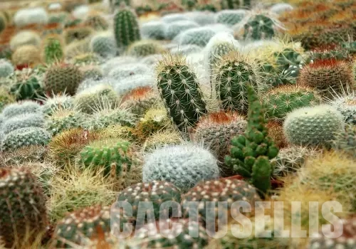 🌵 The First Warm Days of April: When to Take Your Cacti Outside and How to Water Them?
