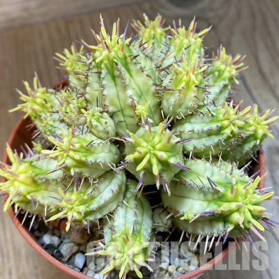 SH33590 Euphorbia aggregata f. variegata