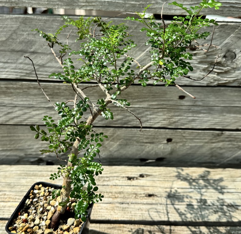 YAR34028 Operculicarya decaryi, seedling - Image 3