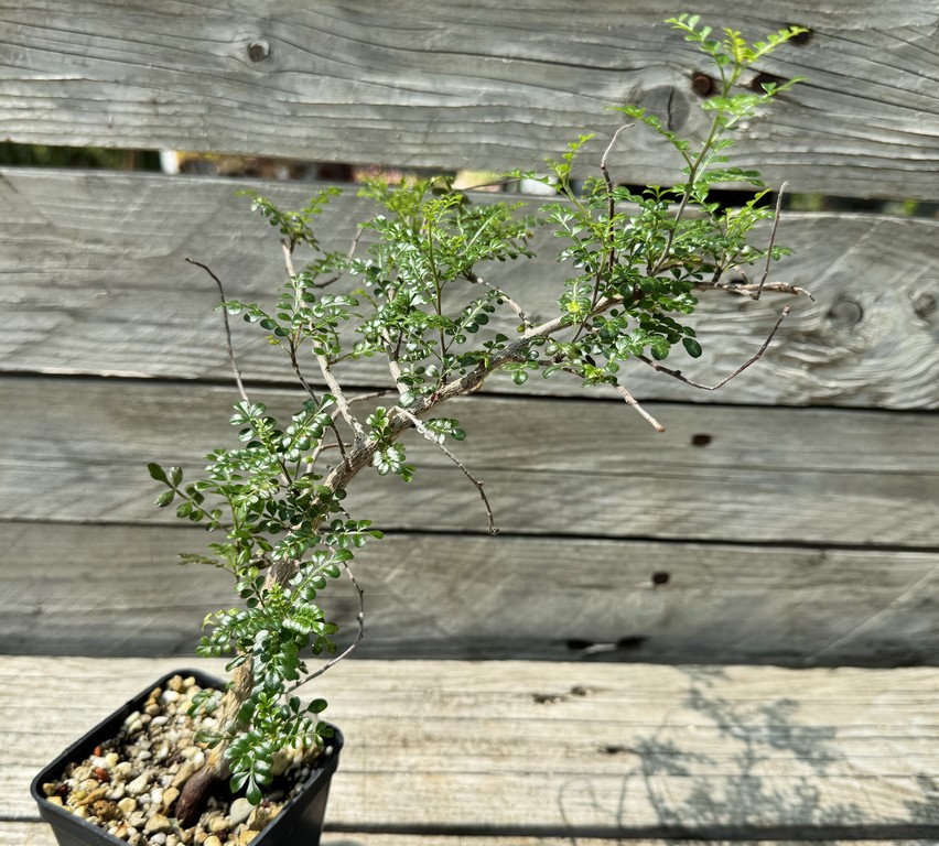 YAR34028 Operculicarya decaryi, seedling - Image 2