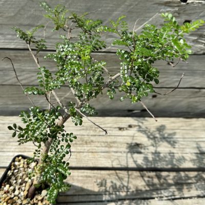 YAR34028 Operculicarya decaryi, seedling