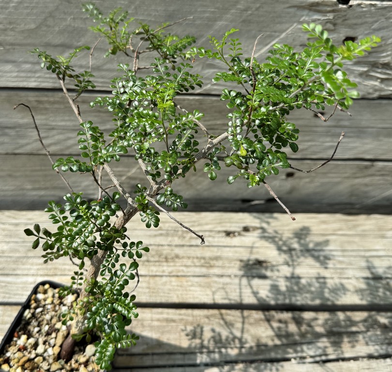 YAR34028 Operculicarya decaryi, seedling