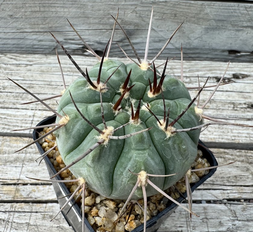 YAR34721 Gymnocalycium castellanosii v. bozsingianum P 205 - Image 2