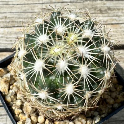 YAR34714 Coryphantha radians