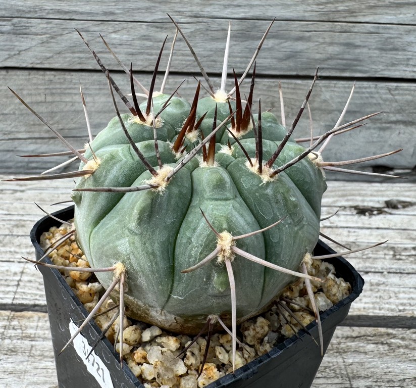 YAR34721 Gymnocalycium castellanosii v. bozsingianum P 205 - Image 3