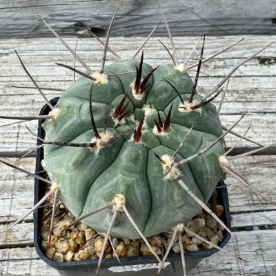 YAR34721 Gymnocalycium castellanosii v. bozsingianum P 205