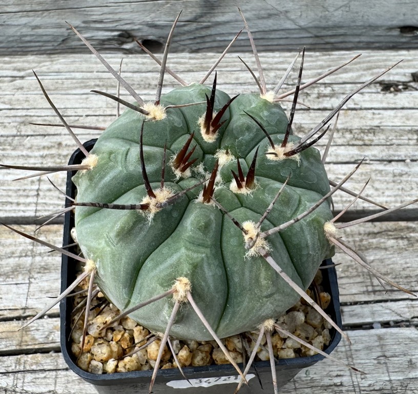 YAR34721 Gymnocalycium castellanosii v. bozsingianum P 205