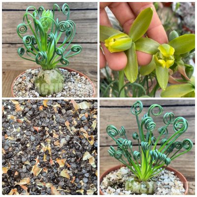 LOT158 10 SEEDS/10 СЕМЕНА   Albuca spiralis 2026