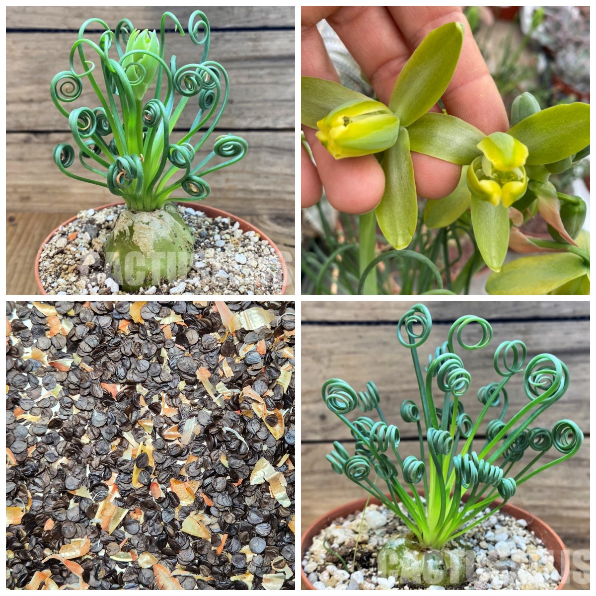 LOT1157 50SEEDS/50 СЕМЕНА Albuca spiralis harvest 2026