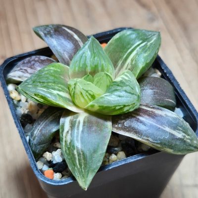 VVG29686 Haworthia obtusa hybrid f.variegata RU-2