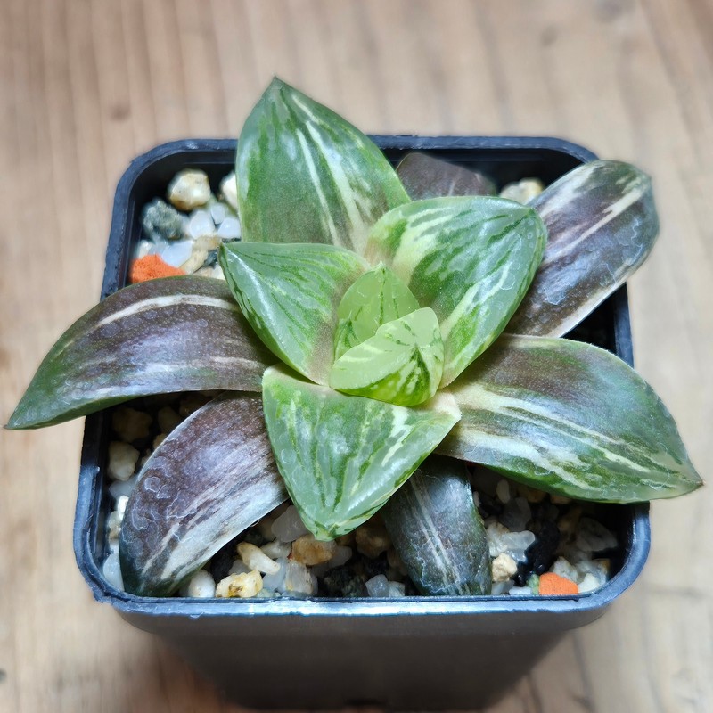 VVG29686 Haworthia obtusa hybrid f.variegata RU-2 - Image 2