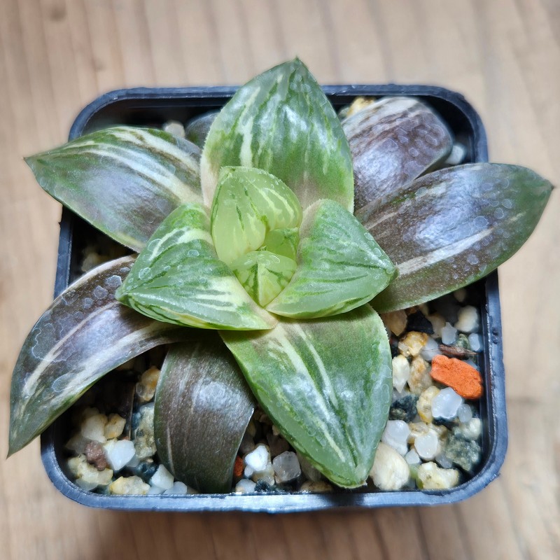 VVG29686 Haworthia obtusa hybrid f.variegata RU-2 - Image 3