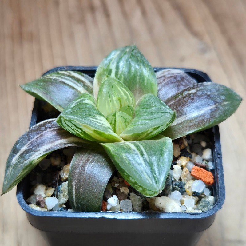 VVG29686 Haworthia obtusa hybrid f.variegata RU-2 - Image 4