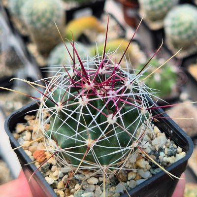 VVG29714 Ferocactus haematacanthus -El Amparo-